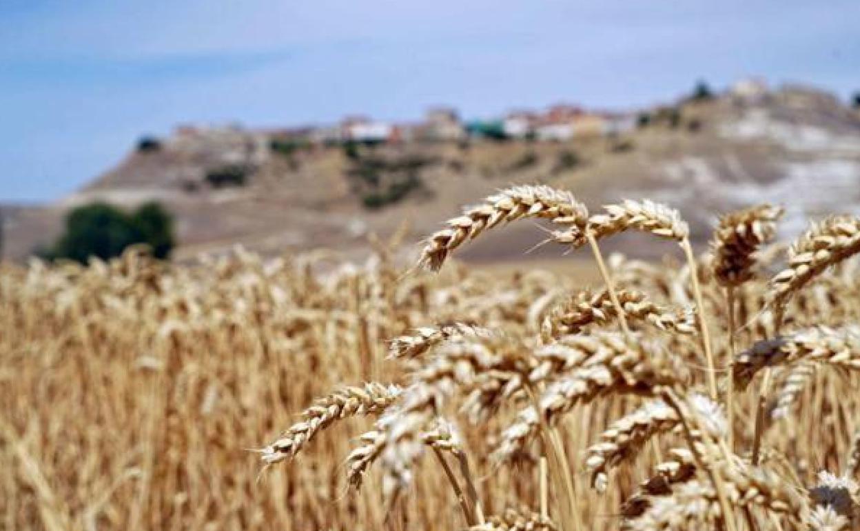 Imagen de archivo de un campo de cereal en la provincia leonesa.