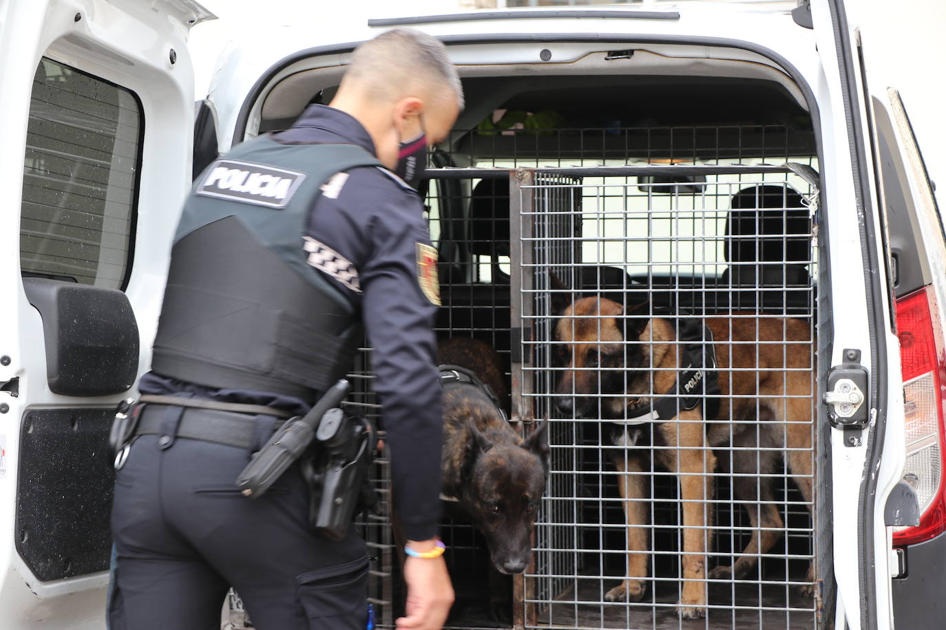 Los dos canes están integrados en la policía canina y acompañados por sus dos guías patrullan la ciudad.