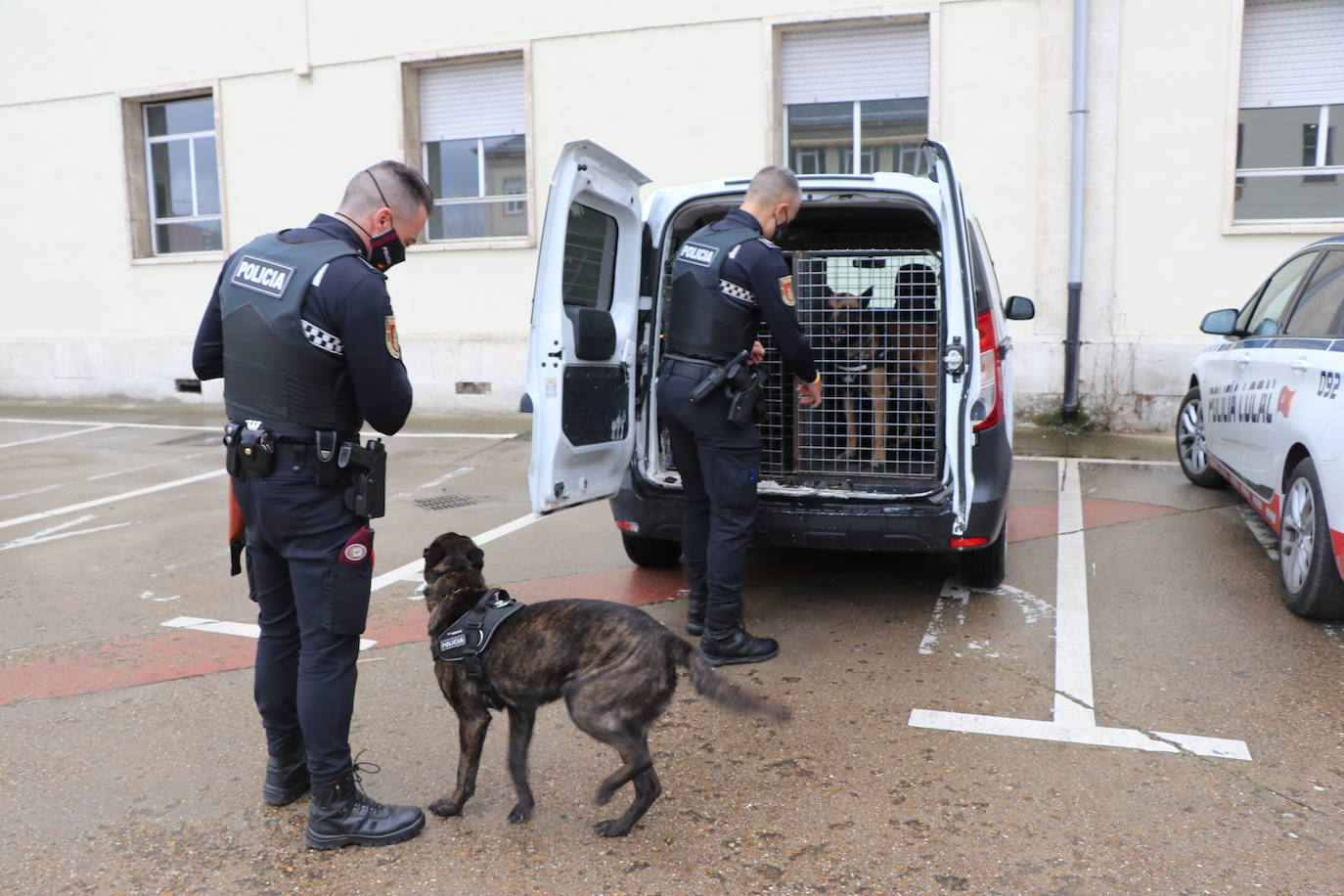 Los dos canes están integrados en la policía canina y acompañados por sus dos guías patrullan la ciudad.