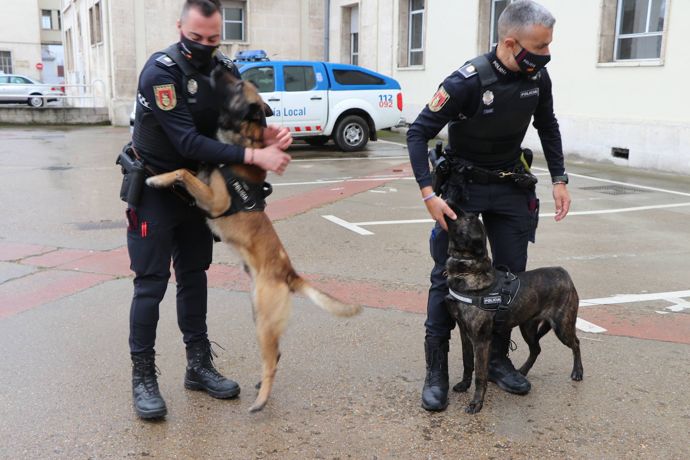 Los dos canes están integrados en la policía canina y acompañados por sus dos guías patrullan la ciudad.