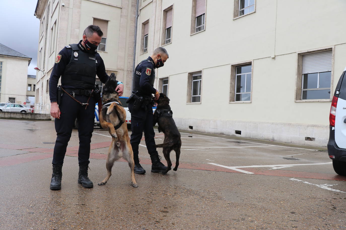 Los dos canes están integrados en la policía canina y acompañados por sus dos guías patrullan la ciudad.