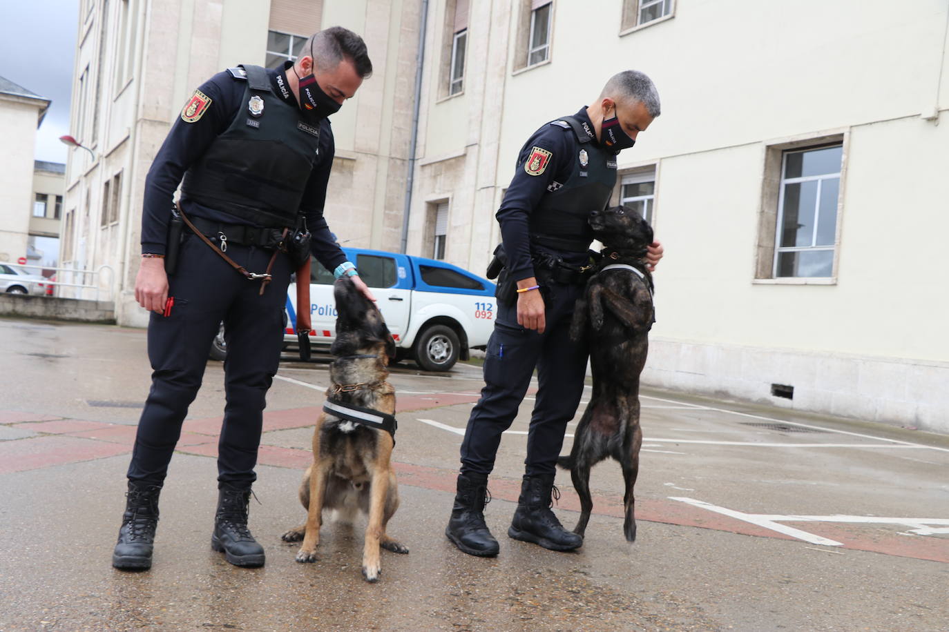 Los dos canes están integrados en la policía canina y acompañados por sus dos guías patrullan la ciudad.