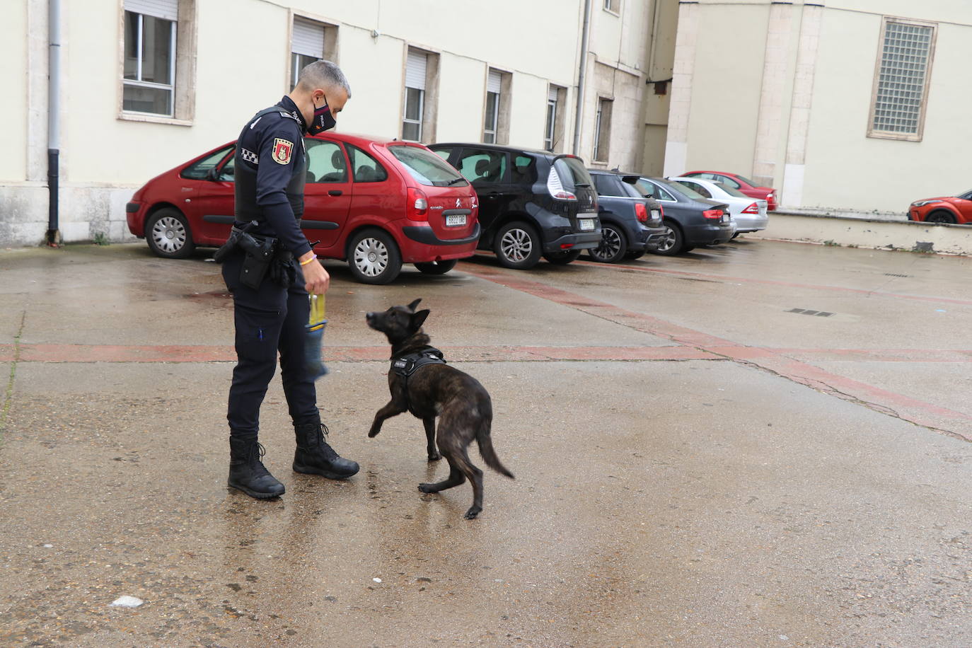 Los dos canes están integrados en la policía canina y acompañados por sus dos guías patrullan la ciudad.