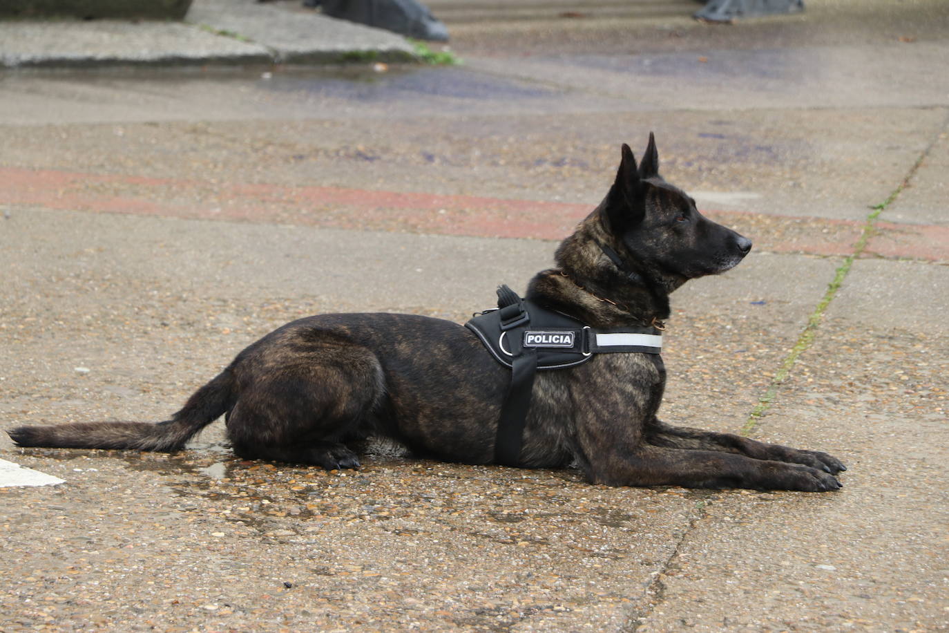 Los dos canes están integrados en la policía canina y acompañados por sus dos guías patrullan la ciudad.