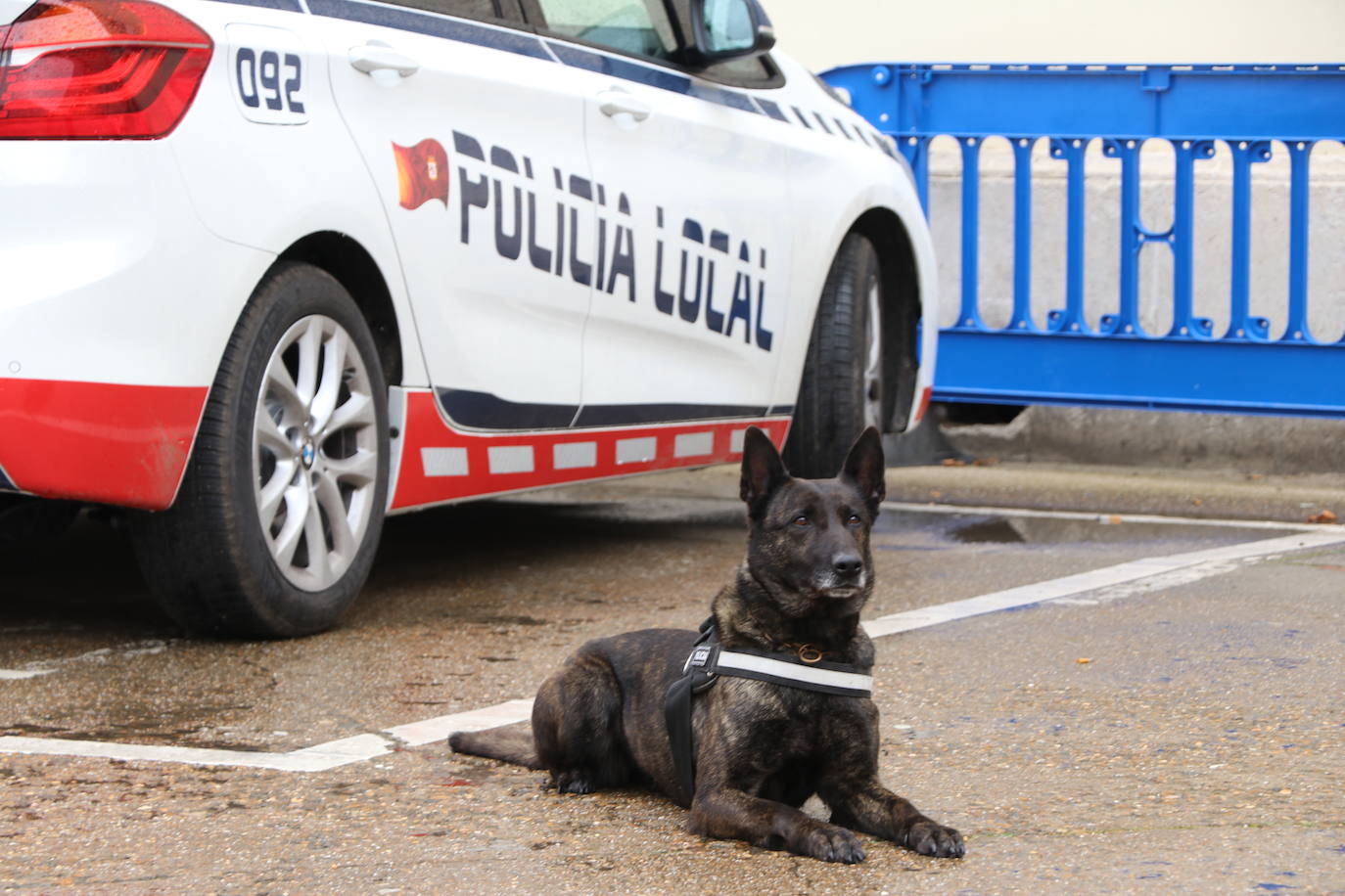 Los dos canes están integrados en la policía canina y acompañados por sus dos guías patrullan la ciudad.