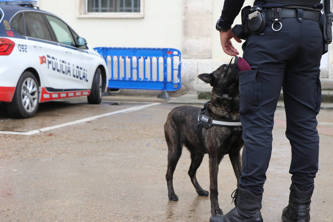 Los dos canes están integrados en la policía canina y acompañados por sus dos guías patrullan la ciudad.