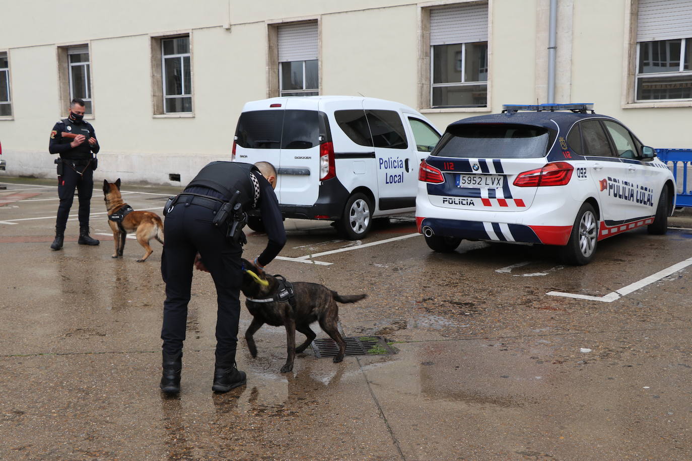 Los dos canes están integrados en la policía canina y acompañados por sus dos guías patrullan la ciudad.