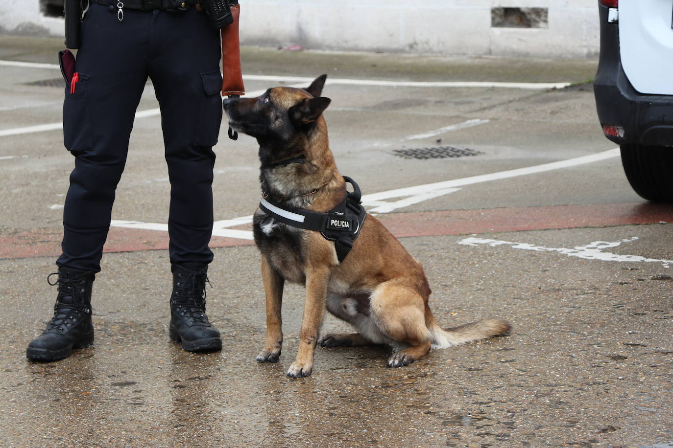 Los dos canes están integrados en la policía canina y acompañados por sus dos guías patrullan la ciudad.