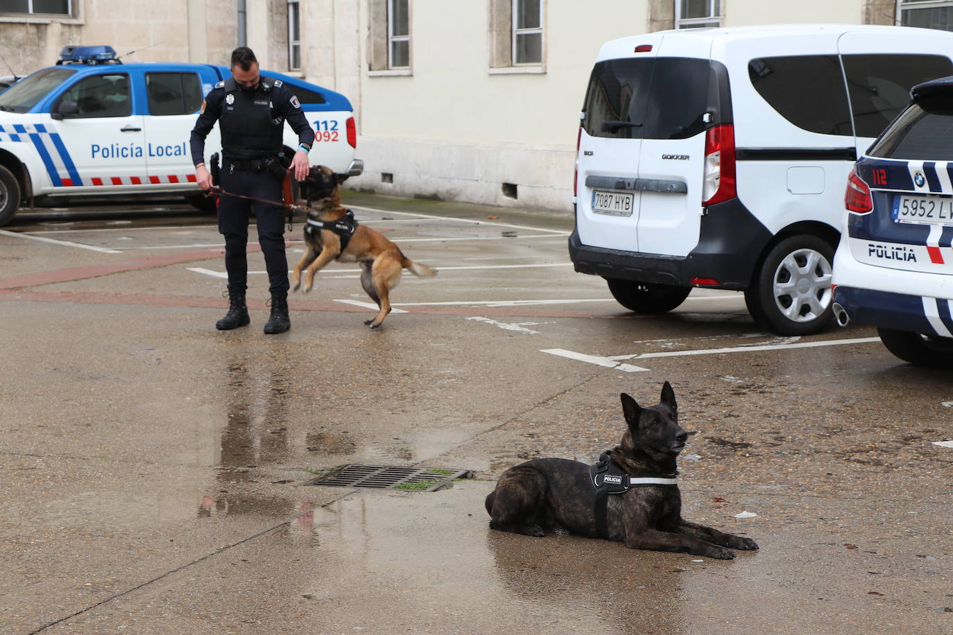 Los dos canes están integrados en la policía canina y acompañados por sus dos guías patrullan la ciudad.