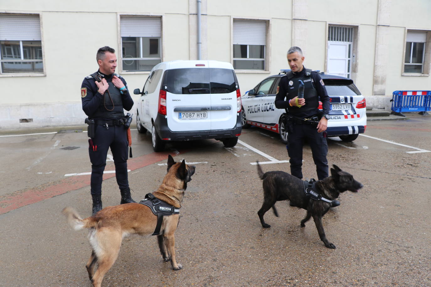 Los dos canes están integrados en la policía canina y acompañados por sus dos guías patrullan la ciudad.