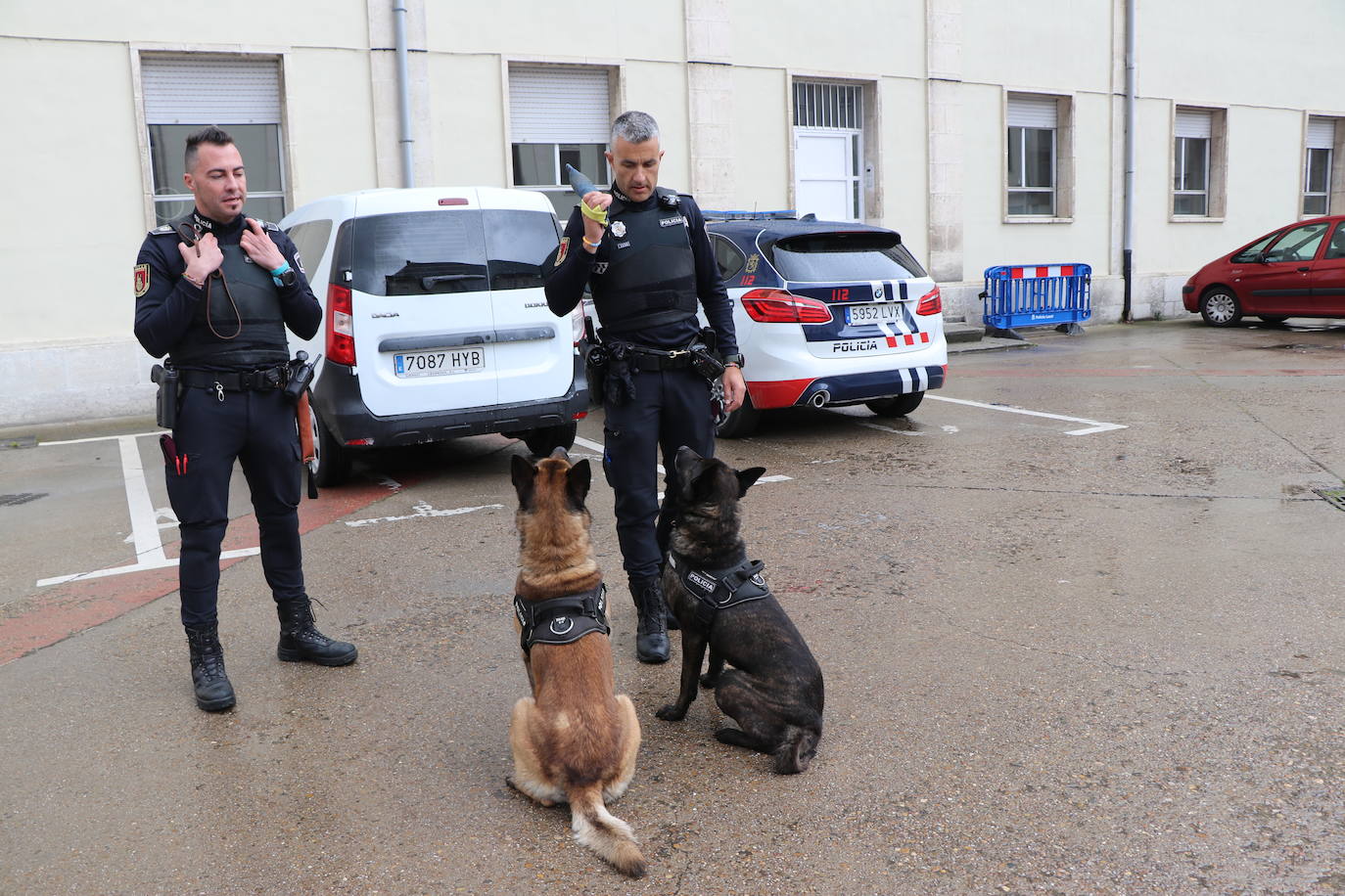 Los dos canes están integrados en la policía canina y acompañados por sus dos guías patrullan la ciudad.