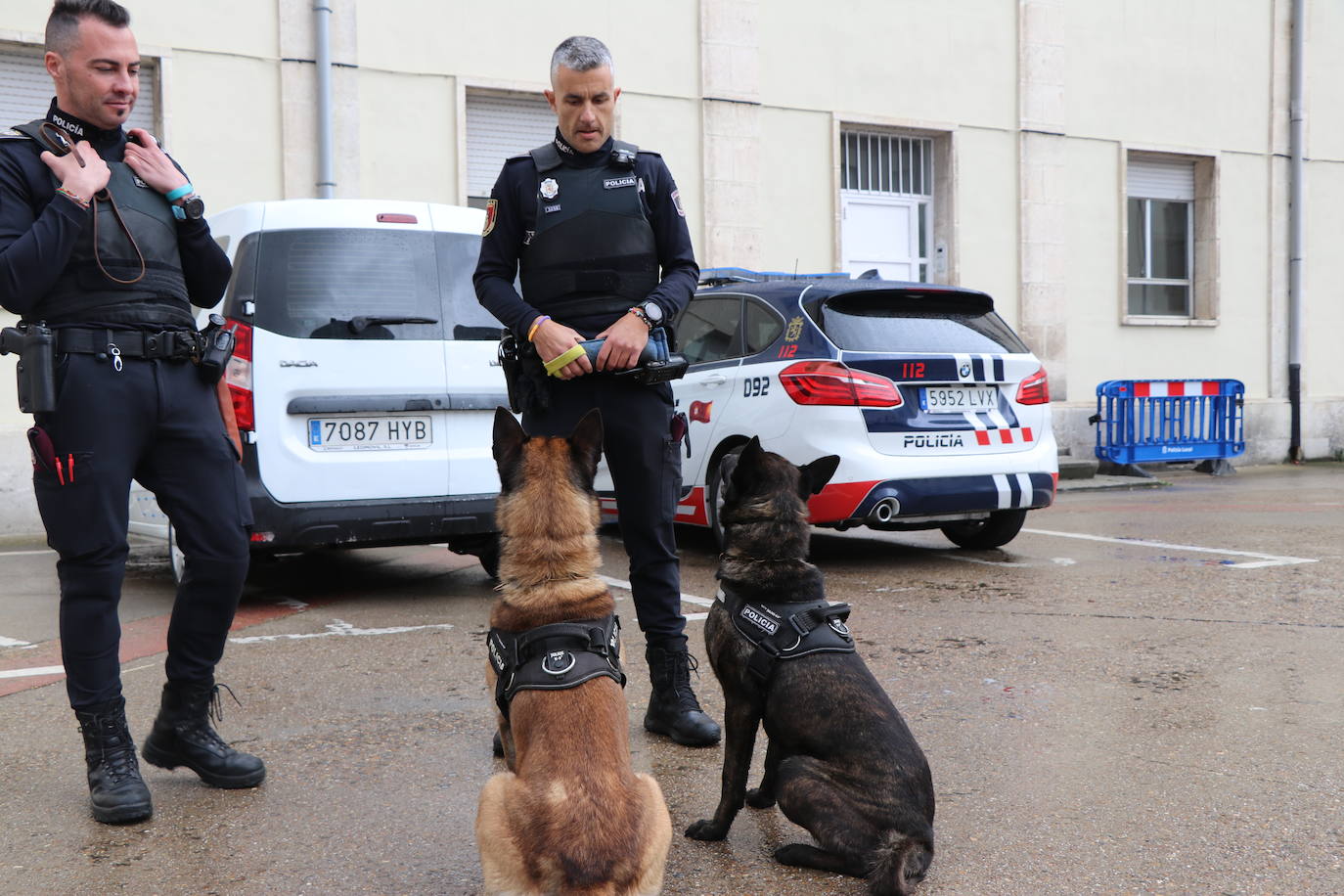 Los dos canes están integrados en la policía canina y acompañados por sus dos guías patrullan la ciudad.