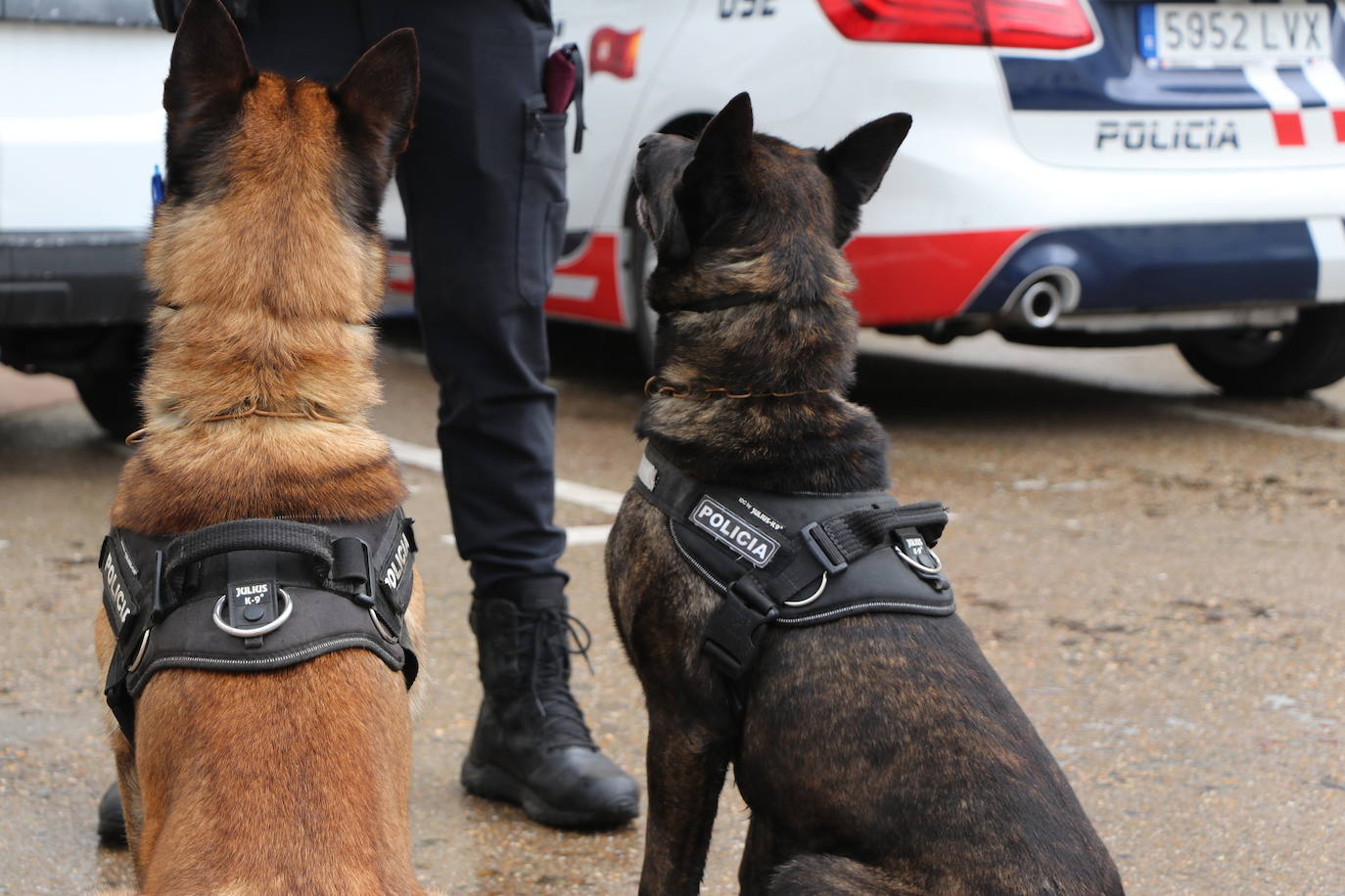 Los dos canes están integrados en la policía canina y acompañados por sus dos guías patrullan la ciudad.