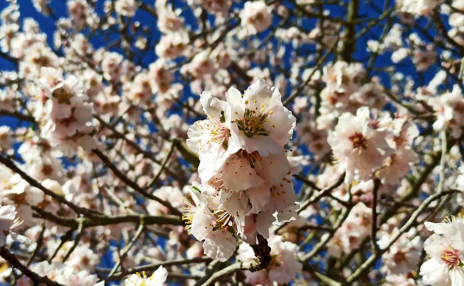 Cerezos en flor en la comarca de El Bierzo. 