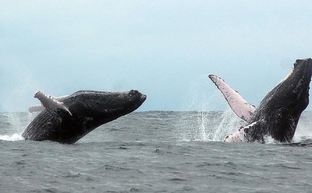 Ballenas jorobas.