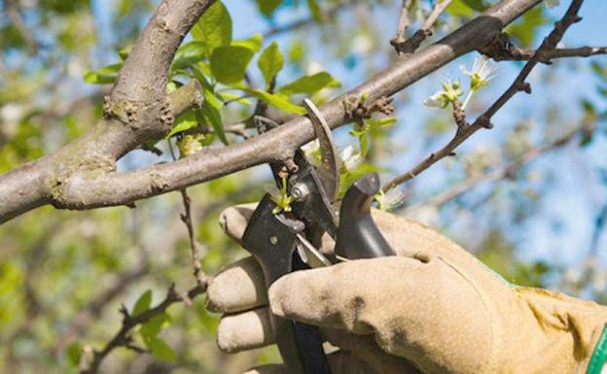 Aumenta la producción asegurada de frutales con protección frente a la helada y el pedrisco