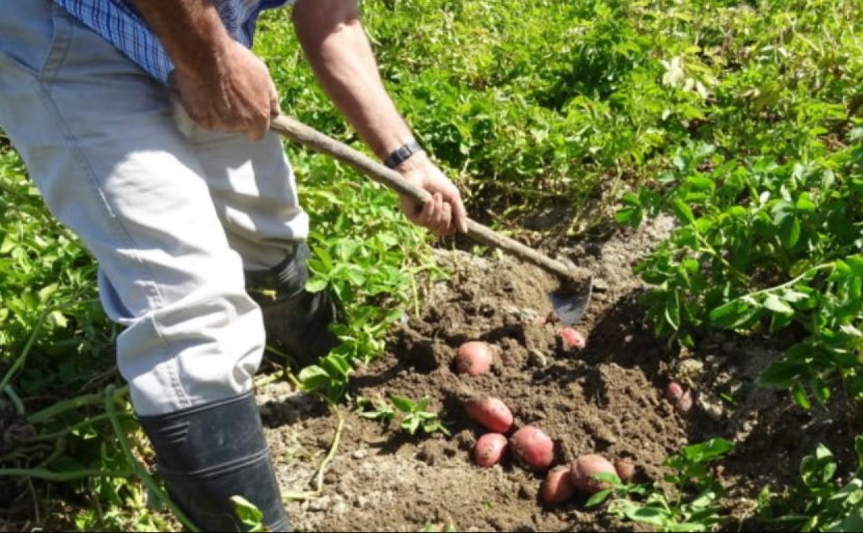 Asaja niega que agricultores y ganaderos paguen a sus trabajadores por debajo del SMI.