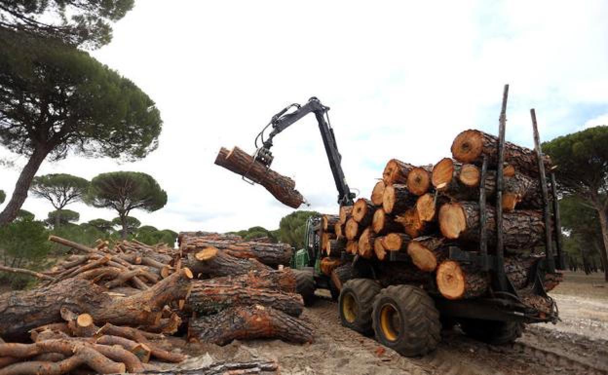 La industria maderera supone una importante inversión y tiene una notable repercusión en la economía de la comunidad.