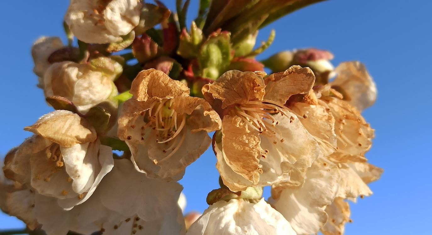 Fotos: Cerezos en flor de la Marca de Garantía Bierzo