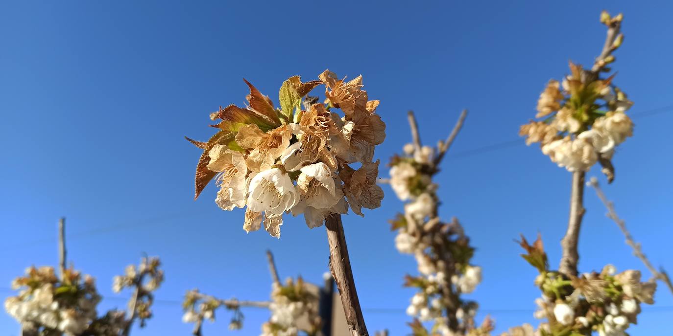 Fotos: Cerezos en flor de la Marca de Garantía Bierzo