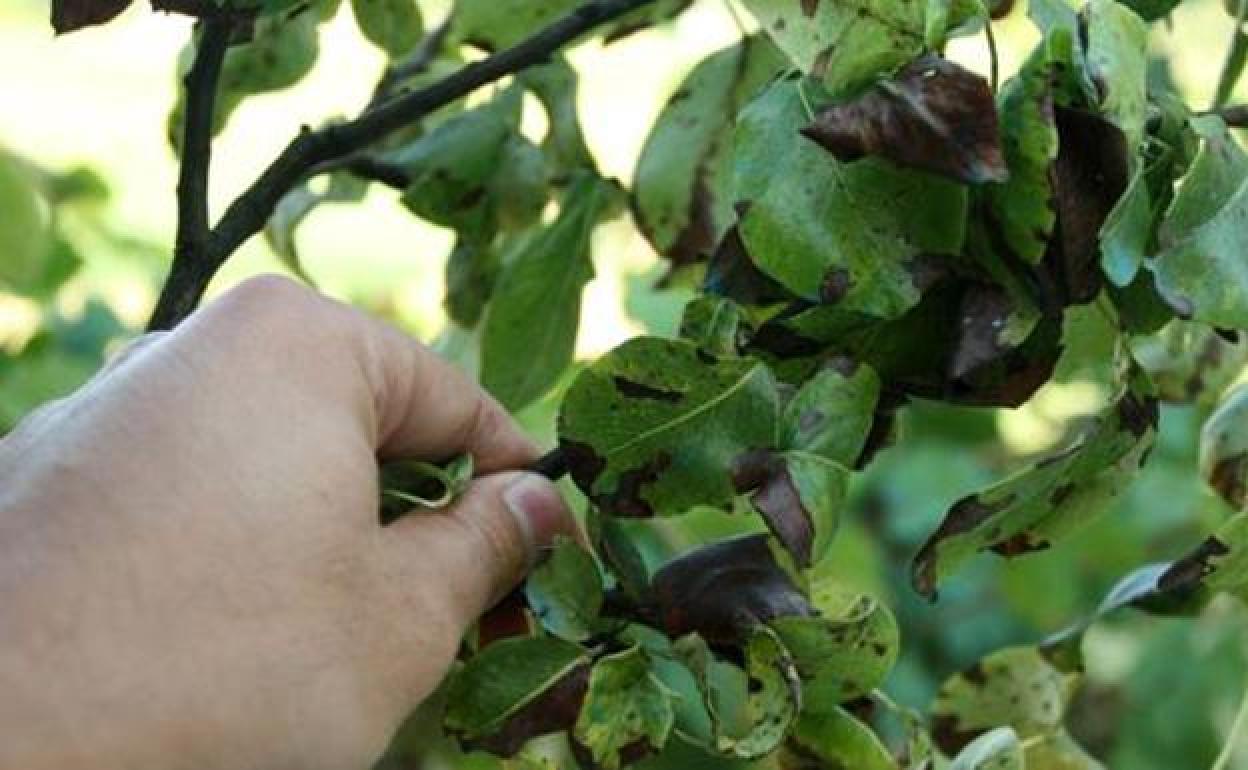 Frutales afectados por fuego bacteriano.