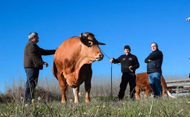 El buey leonés Titán junto a los ganaderso en la finca leonesa.