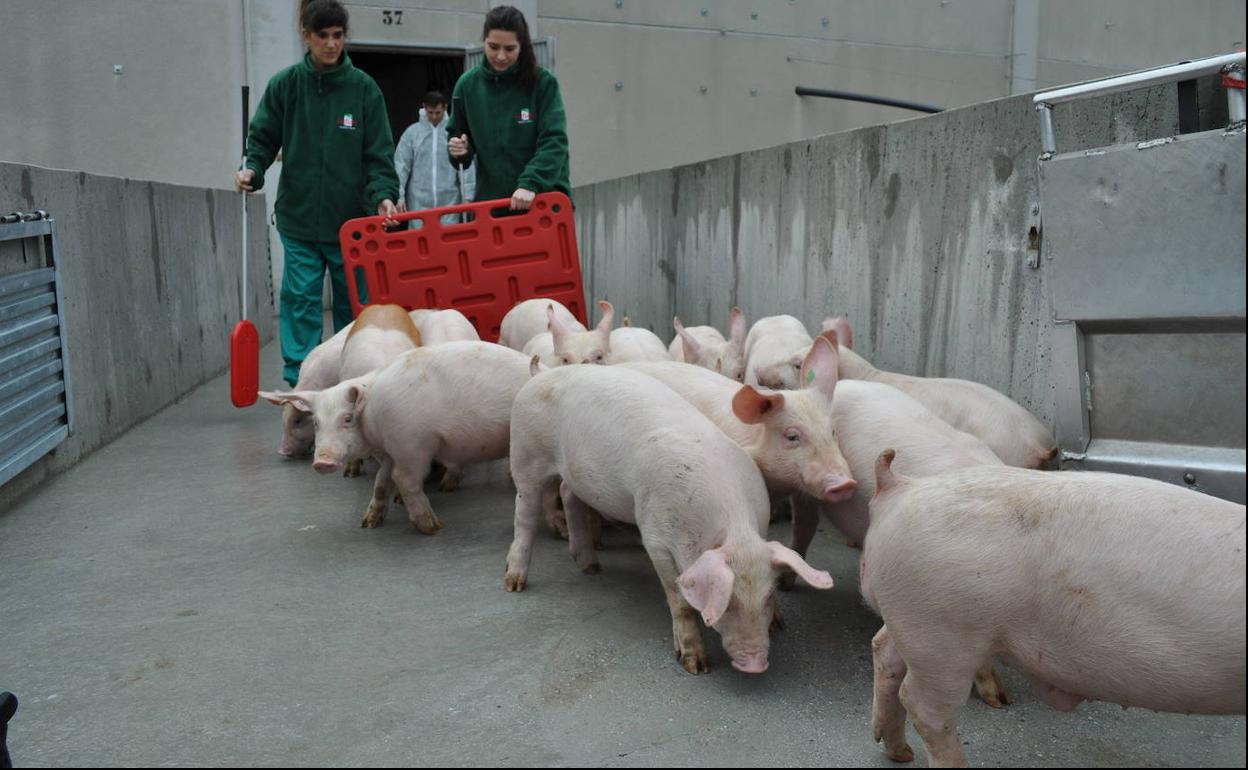 Varios operarios conducen a los cerdos en una granja de porcino. 