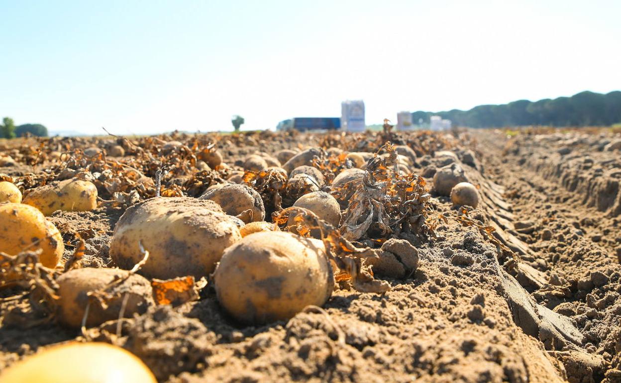 Patatas en una tierra, preparadas para ser recogidas. 