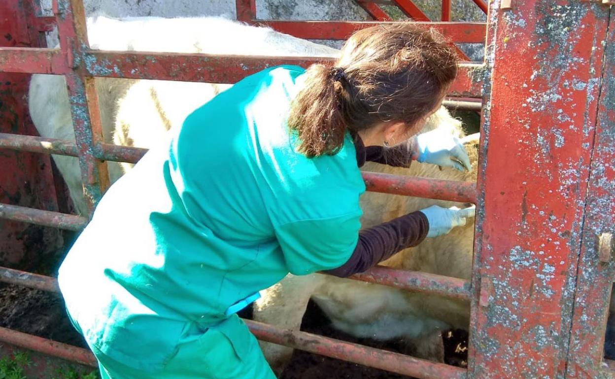 Saneamiento en una explotación de la provincia de Salamanca. 