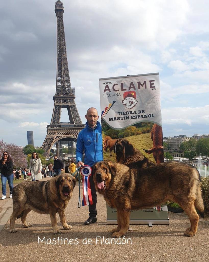 Delegación leonesa en el European Dog Show celebrado en París, con triunfos de la provincia. 