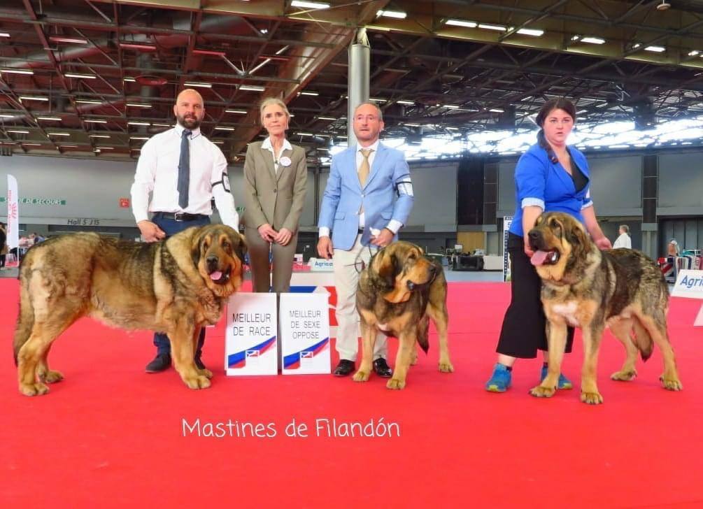 Delegación leonesa en el European Dog Show celebrado en París, con triunfos de la provincia. 