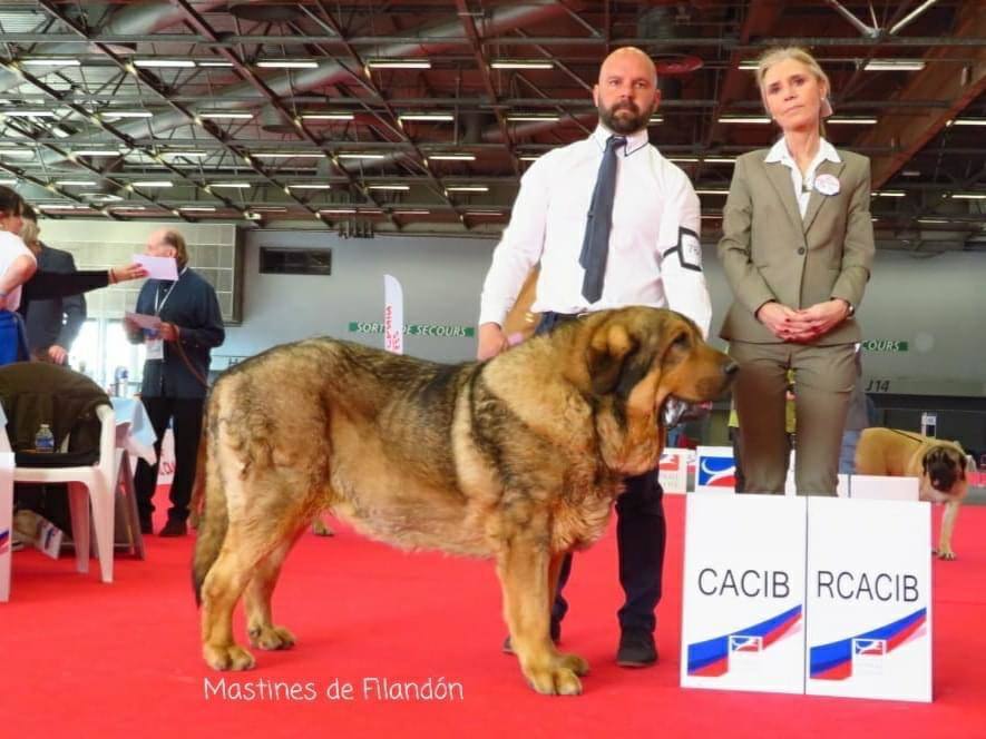 Delegación leonesa en el European Dog Show celebrado en París, con triunfos de la provincia. 