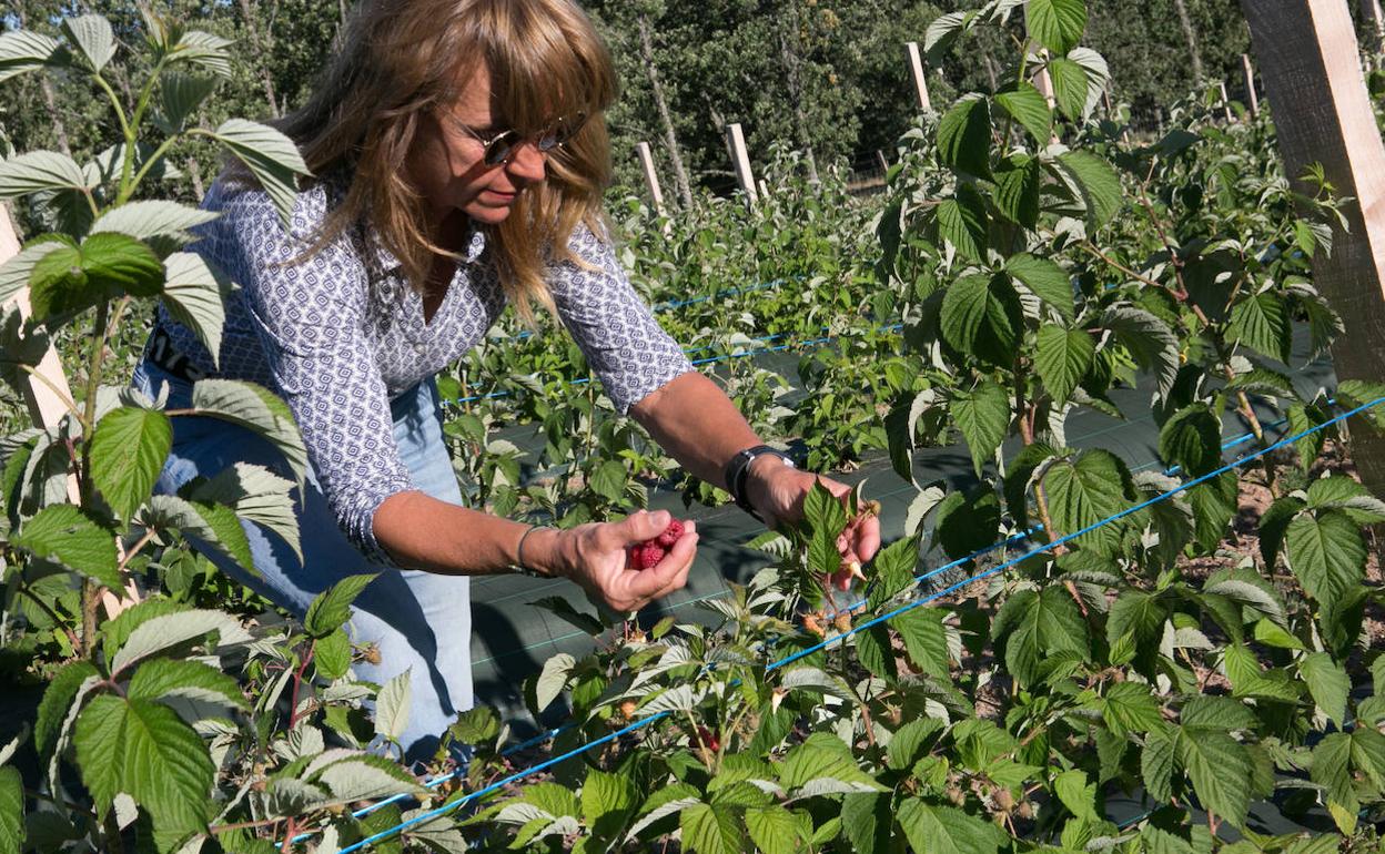 Cultivo de frambuesas en la provincia de Soria.