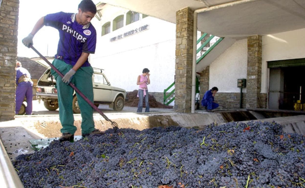 Cooperativa Vinos del Bierzo de Cacabelos durante la vendimia.