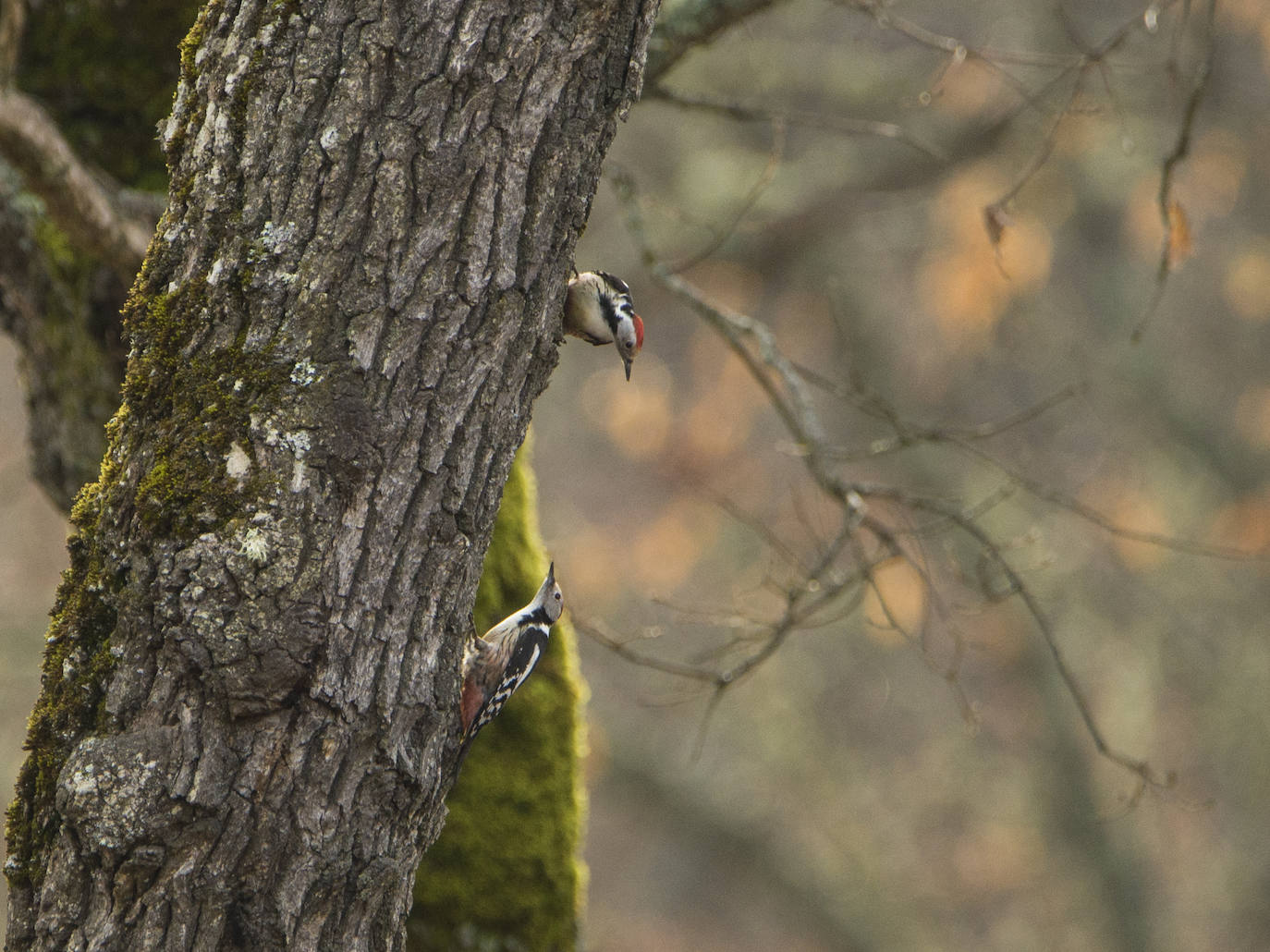 Un documental profundiza en la vida de estas aves y su importancia para saber gestionar el medioambiente