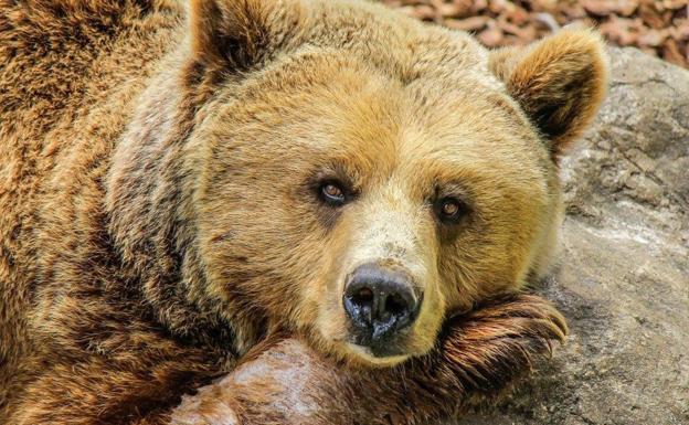 Un oso reposa junto a unas rocas tras un recorrido por un humedal.