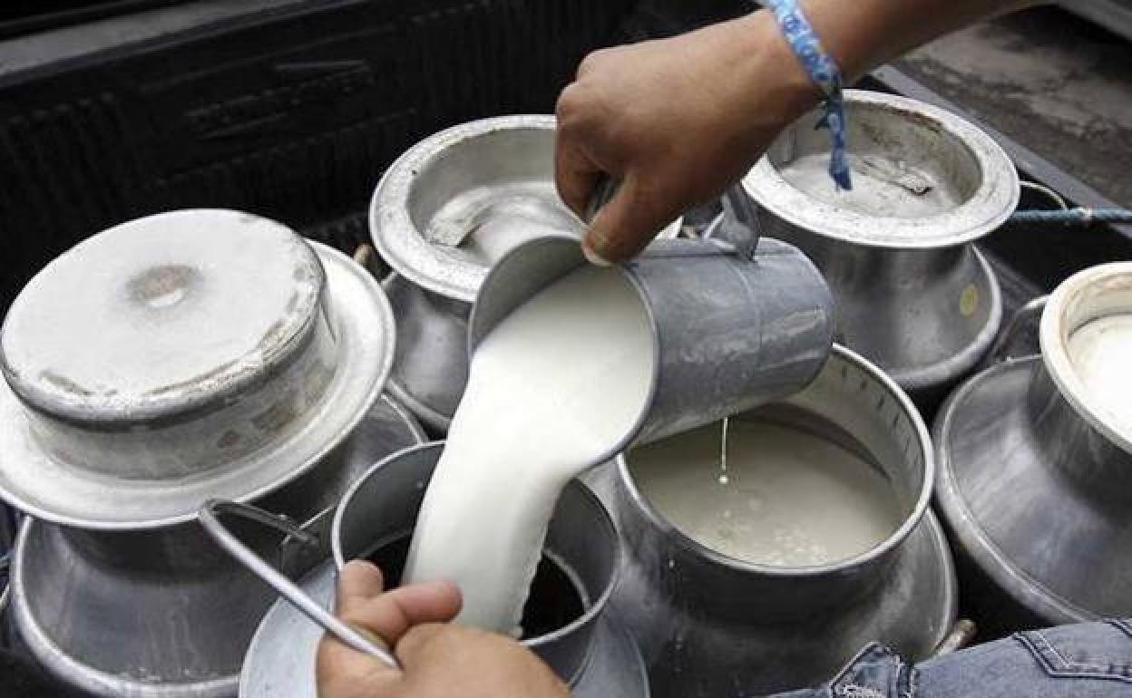 Lso productores de lácteos podrán revisar sus contratos por incremento de costes.