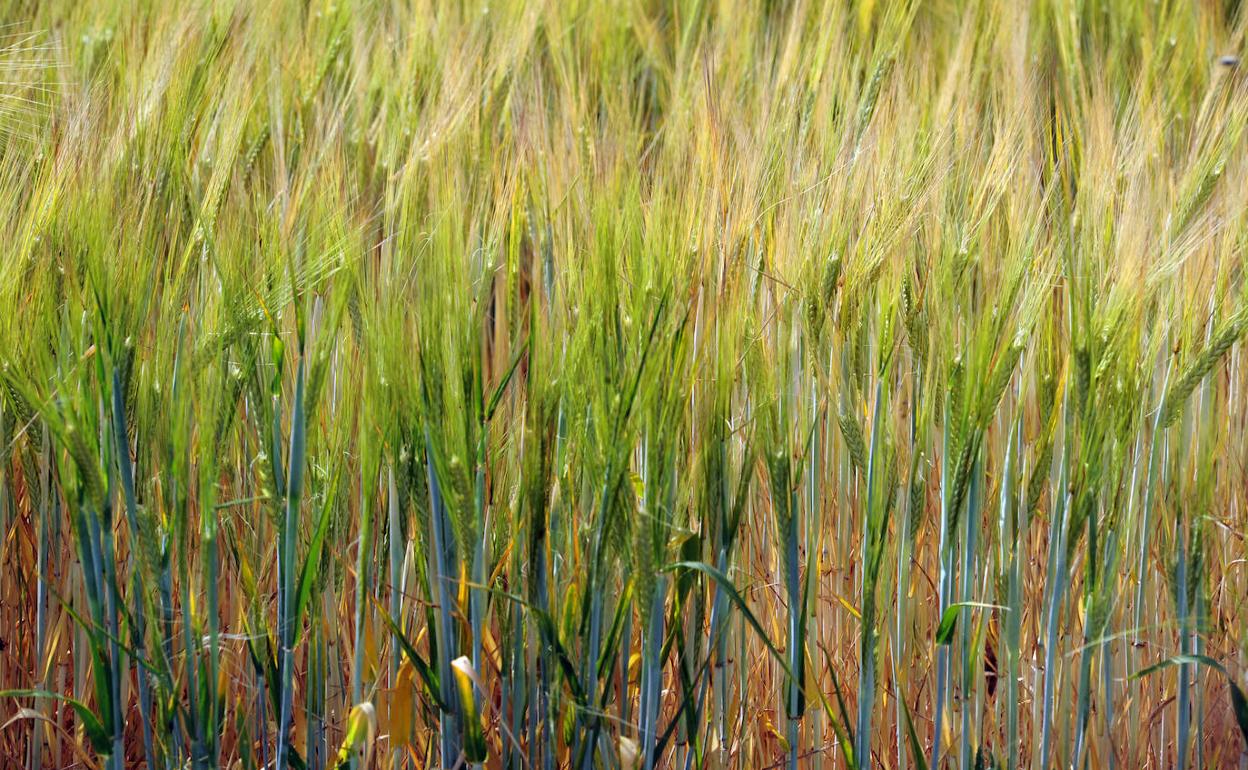 Estado del cereal en una parcela de Medina del Campo. 