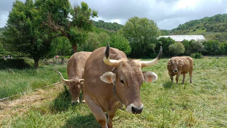 Esta tradicional feria dedicada a la investigación y difusión en el ámbito de las razas autóctonas y de pastoreo y a la agroalimentación de proximidad vuelve con fuerzas renovadas.