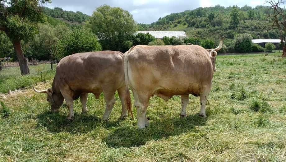 Esta tradicional feria dedicada a la investigación y difusión en el ámbito de las razas autóctonas y de pastoreo y a la agroalimentación de proximidad vuelve con fuerzas renovadas.