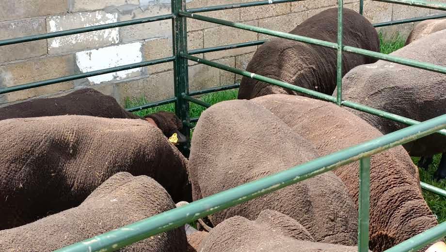 Esta tradicional feria dedicada a la investigación y difusión en el ámbito de las razas autóctonas y de pastoreo y a la agroalimentación de proximidad vuelve con fuerzas renovadas.