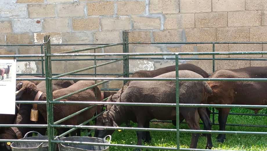 Esta tradicional feria dedicada a la investigación y difusión en el ámbito de las razas autóctonas y de pastoreo y a la agroalimentación de proximidad vuelve con fuerzas renovadas.