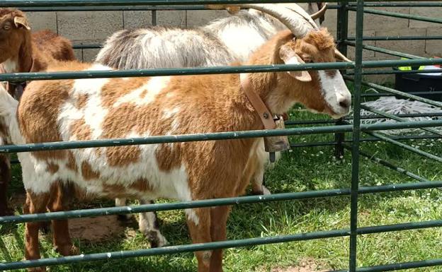 Imagen de algunas de las especies que se pudieron encontrar en la feria de este año.