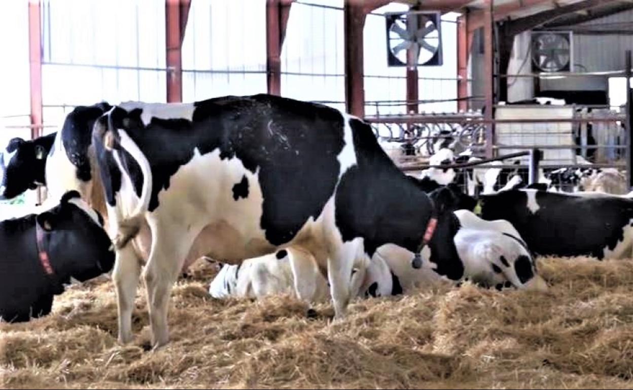 UCCL ha reivindicado el trabajo de los productores de leche.