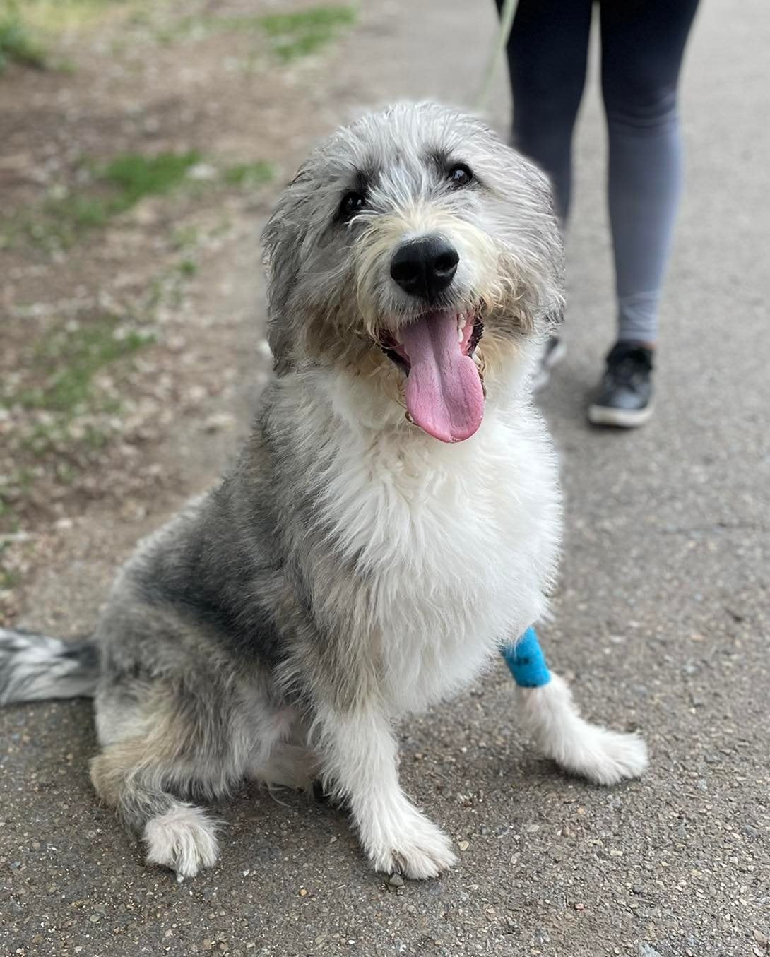 Fue llevado a la Protectora de Animales de León tras aparecer en una caja de cartón en La Lastra. Es «buenín y mimoso», le adoptaron con dos meses y tres más tarde ha sido devuelto a la Protectora porque «no tenían tiempo para pasearlo».