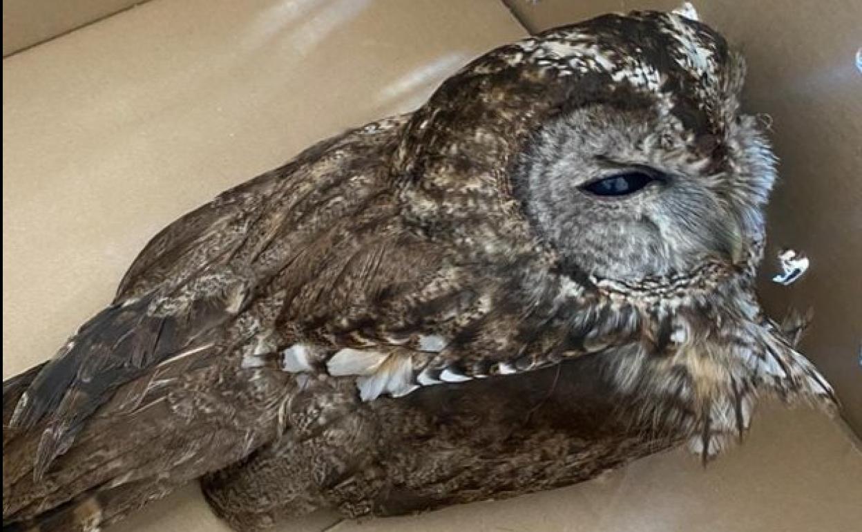 Ejemplar de carabo común entregado a la Policía Local de Ponferrada.