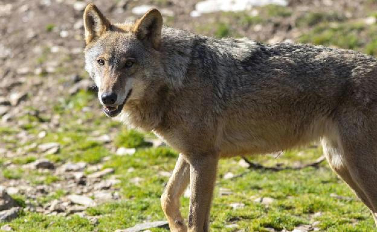 La Junta defendió de nuevo la caza controlada del lobo al norte del río Duero, como contempla la Ley de Caza.