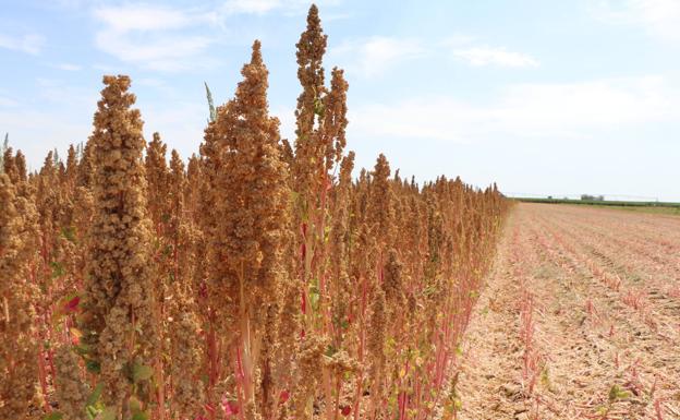 Imagen de uno de los campos de cultivo de Quinoa del Páramo. 