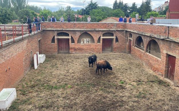 Los primeros astados en uno de los corrales de la plaza de Toros de León. 