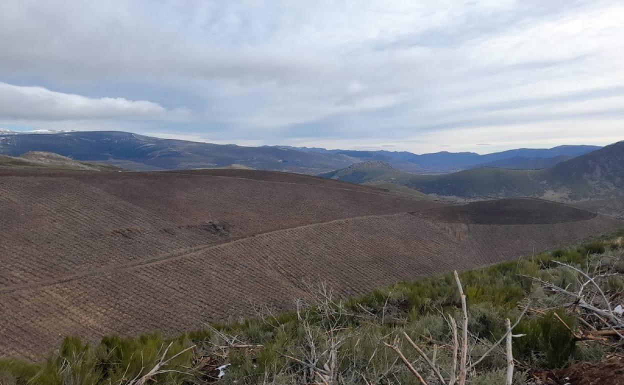 Labores de la Junta en bosques afectados por incendios.